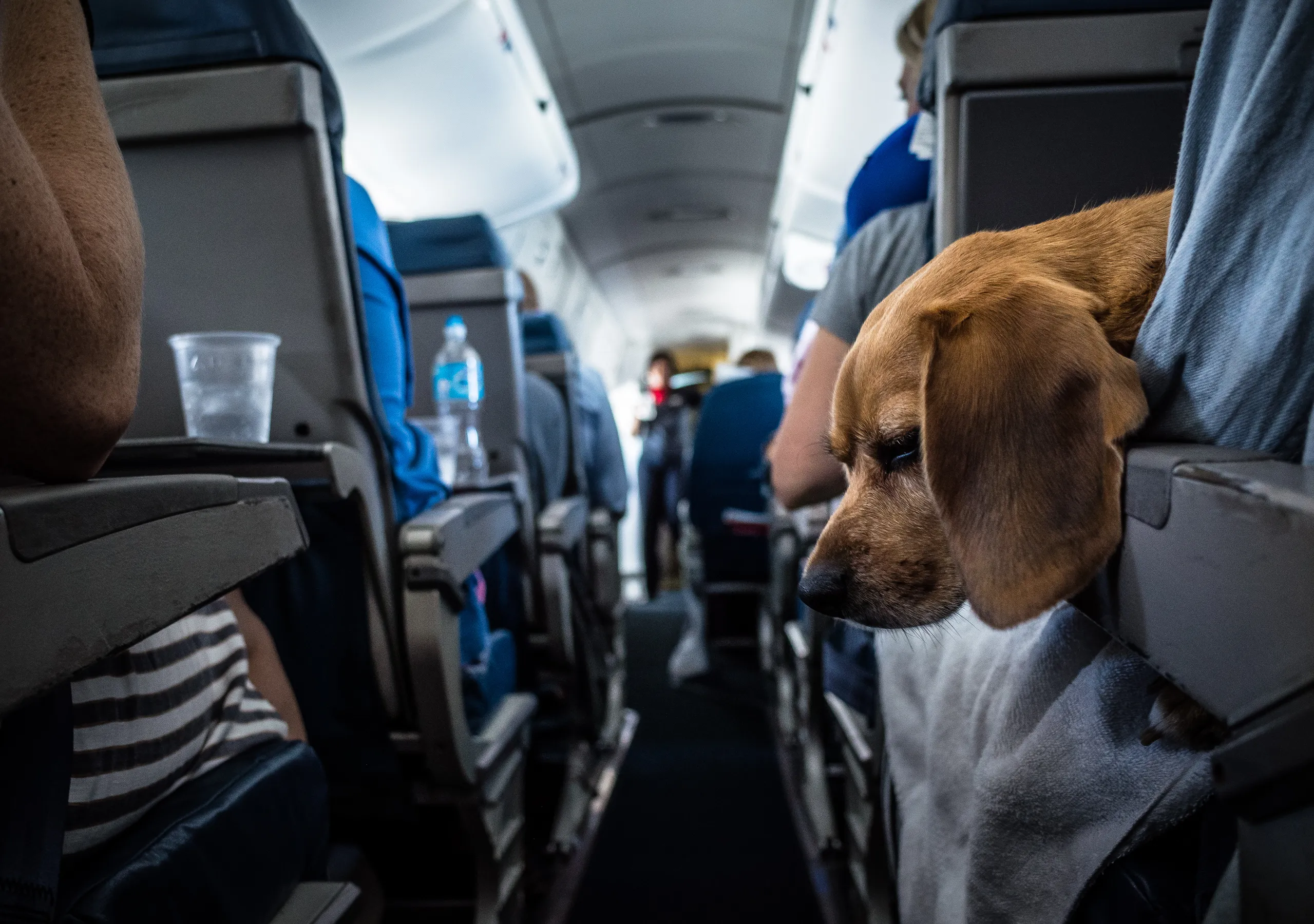 Vicuna Air Expands Pet-Centric Travel Beyond the Cabin